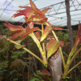 BELLFARM Cedrela Sinensis Chinese Toon Organic Vegetable Seeds, 50 seeds, professional pack, tasty organic toona