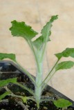 BELLFARM Imported Horehound Seeds, Professional Pack, 20 Seeds, widely used to flavor juices E4224