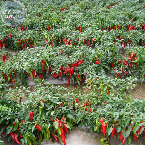 BELLFARM Red Hot Chili Pepper Seeds, Original Pack, 200 Seeds, dry hot garden chilli plant vegetables E4281
