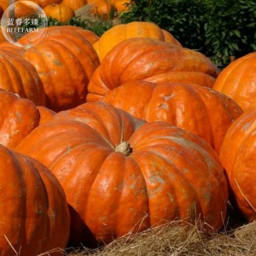 Rare Giant Pumpkin Seeds, professional pack, 5 Seeds, heirloom ornamental vegetable TS302T