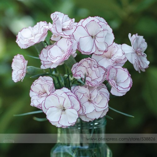 Rare Hardy Perennial Dianthus 'Crimson Rim' Carnation Flower Seeds, Professional Pack, 50 Seeds / Pack, Fragrant Flower #NF774