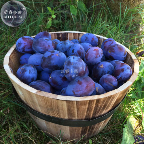 BELLFARM Purple Plum Bonsai Fruits, 35pcs 'seeds', soursweet middle with dusty-white waxy coating great for garden planting