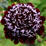 BELLFARM Scabiosa Atropurpurea Black Knight Kings Seeds, 20 Seeds, Professional pack, Deepest maroon, almost black blooms E4252