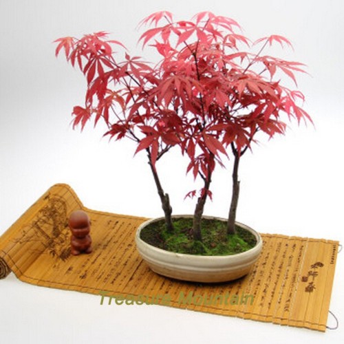 1 Professional Pack, 60 Seeds / Pack, Rare Red Chinese Maple Seeds Acer (Palmatum atropurpureum) Bonsai Seeds #NF195