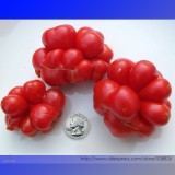 Unusual Rare Heirloom Reisetomate Tomato Lycopersicon lycopersicum Seeds, Professional Pack, 100 Seeds / Pack #NF961
