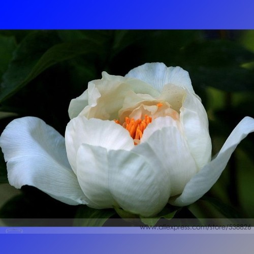 Rare White Peony Flower 'Bai Niang Zi' Seeds, Professional Pack, 5 Seeds / Pack, Light Fragrant Peony #NF650