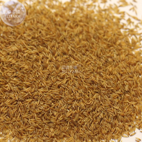 BELLFARM Organic White Pampas Grass Cortaderia selloana, 20 seeds, 100% real ornamental grass seeds E4270