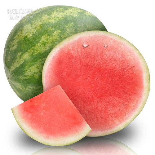 BELLFARM Watermelon Seedless Pinkish Red Melon Seeds, 20 Seeds, Professional Pack, 15% sugar contained high yield E4250