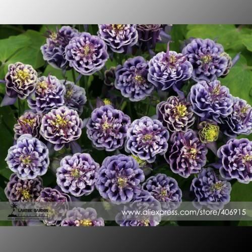 Imported Rare Double 'Twinkle' Dark Blue White Garden Columbine Flower Seeds, Professional Pack, 50 Seeds / Pack E3371