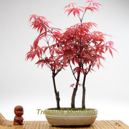 1 Professional Pack, 60 Seeds / Pack, Rare Red Chinese Maple Seeds Acer (Palmatum atropurpureum) Bonsai Seeds #NF195