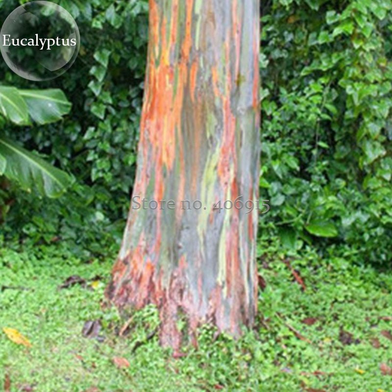 US$ 7.30 - Rainbow Eucalyptus Deglupta Tree, 5 Seeds, multi-hued bark  colorful tropical bonsai E3883 - www.deargogo.com