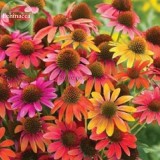 Rare 'Cheyenne Spirit'  Mixed Echinacea Coneflower, 100 seedas, ornamental perennial flowers long blooming E3852
