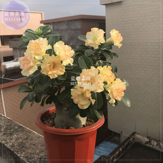 BELLFARM Golden Wavy Petals with Light Pink Edge Desert Rose Flower Seeds, 2 seeds, professional pack, 3-layer bonsai adenium