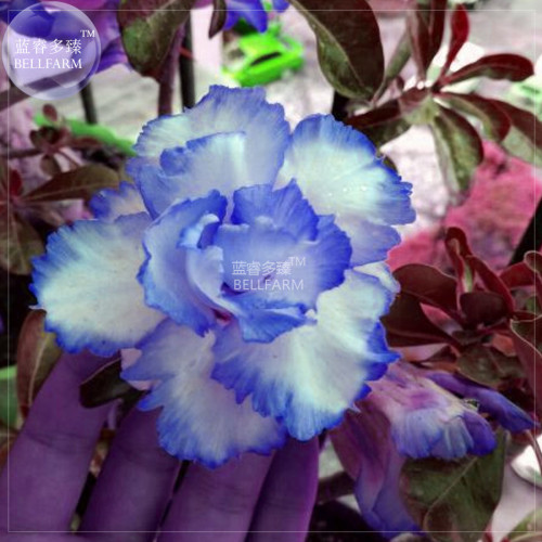 BELLFARM Adenium White Petals with Blue Edge Flower Seeds, 2 seeds, 4-layer rare home garden perennial flowers E4345U