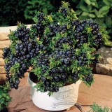 1 Professional pack, 50 seeds / pack,  Blueberry Bush Seeds, Vaccinium Corymbosum #NF041