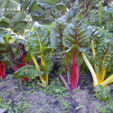 BELLFARM Beet Chard Rainbow Mix Vegetable Seeds, 50 seeds, professional pack, interesting home garden vegetables