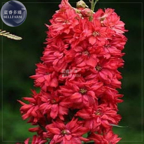 BELLFARM Delphinium Ajacis Red Perennial Flower Seeds, 100 seeds, professional pack, larkspur home gardem flowers