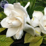 BELLFARM Gardenia Jasminoides Cape Jasmine Heirloom Seeds, 28 Seeds, strong fragrant danh-danh jasmin BD066H