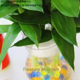 1 Professional Pack, 200 Seeds / Pack, Rare Bambusa Multiplex Seeds, Heirloom Best Indoor Bamboo New Hedge Bamboo