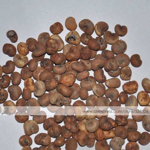 1 Professional Pack, 2 seeds / pack, Adansonia African Baobab Bonsai Upside Down Tree Seed #NF332