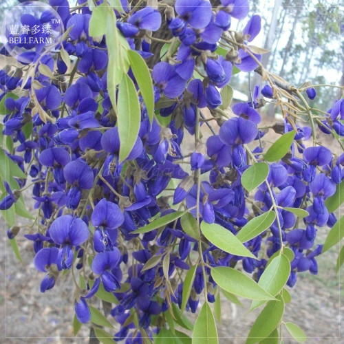 BELLFARM New Dark Blue Wisteria Tree Seeds, Professional Pack, perennial fragrant plants E4208