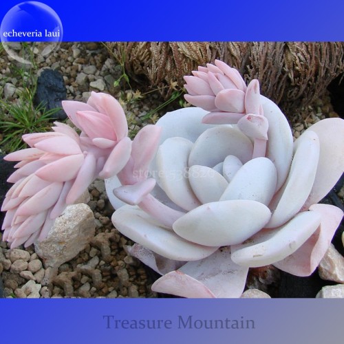Echeveria Laui Succulent Plant, 5 Seeds, Light Pink Petals with long light pink flowers TS272T