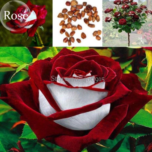 New Rare Red White Rose Flower Tree, 50 Seeds, new fragrant bonsai garden plants light up your garden E3658