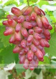 1 Professional Pack, 100 seeds / pack, Manicure Finger Grape Seed Garden Plant Seedling #NF472