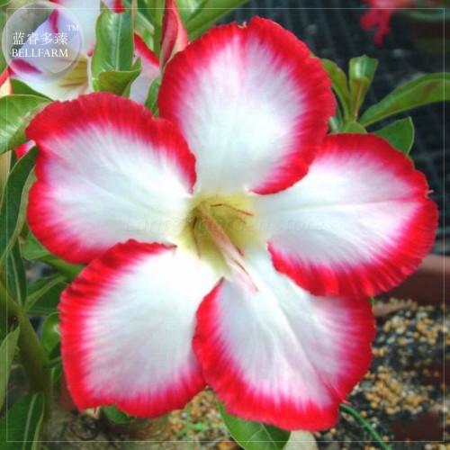 BELLFARM Imported Adenium seed, only 1 Seed, big blooms colorful desert rose 24 types for your choice E4192
