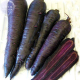 BELLFARM Carrot - Purple Sun F1 Seeds, 500 Seeds, Professional Pack, organic tasty vegetables E4183