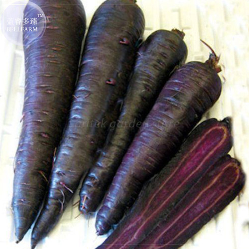 BELLFARM Carrot - Purple Sun F1 Seeds, 500 Seeds, Professional Pack, organic tasty vegetables E4183