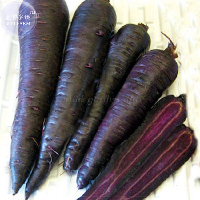 BELLFARM Carrot - Purple Sun F1 Seeds, 500 Seeds, Professional Pack, organic tasty vegetables E4183