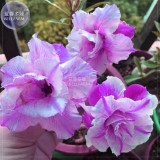 BELLFARM Adenium Light Purple Petals with Dark Purple Stripe Flower Seeds, 2 seeds, 5-layer big blooms perennial home garden