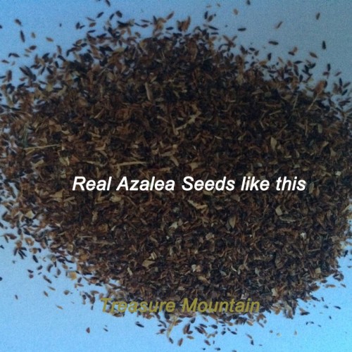 1 Professional Pack, approx 50 Seeds / Pack,  Rare Azalea Hardy Pink Rhododendron, Perennial Shrub Plants for Bonsai #NF338