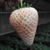 BELLFARM Strawberry Cream White Sweet Fruit Seeds, 20 seeds, original pack, organic tasty home garden berry plants