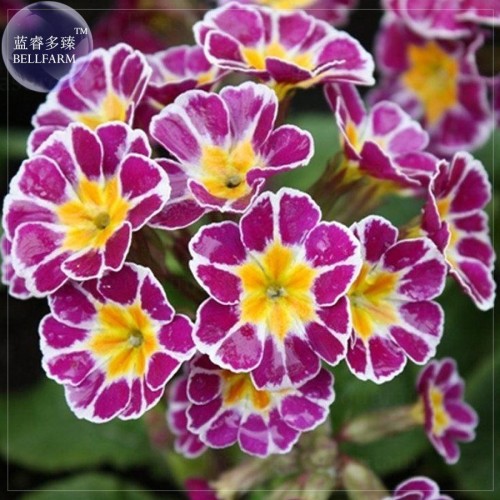 Primula vulgaris Hill primula acaulis, professional pack, 20 Seeds, primula silver laced pink & blue primulas TS346T