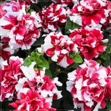 BELLFARM Petunia Mixed Double Petals Colorful Flower Seeds, 200 seeds, professional pack, big blooms bonsai home garden plants