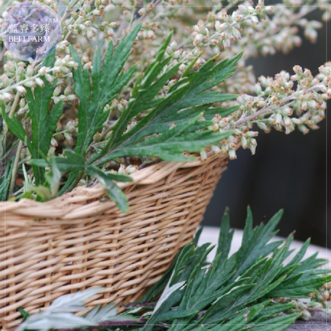 BELLFARM Heriloom Herbs Plant Mugwort Seeds, Professional Pack, 100 Seeds, perennial with clusters of small white flowers E4227