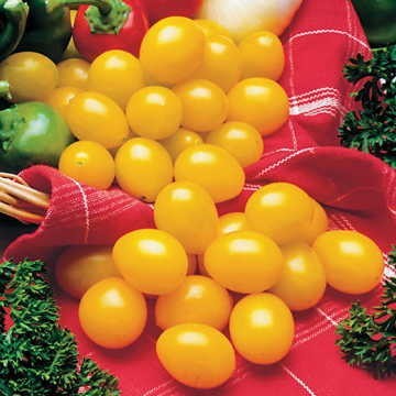 Ildi Tomato Seeds, Professional Pack, 100 Seeds / Pack, Fabulous Sweet-tart Bite Golden Yellow Cherry Tomato #NF827