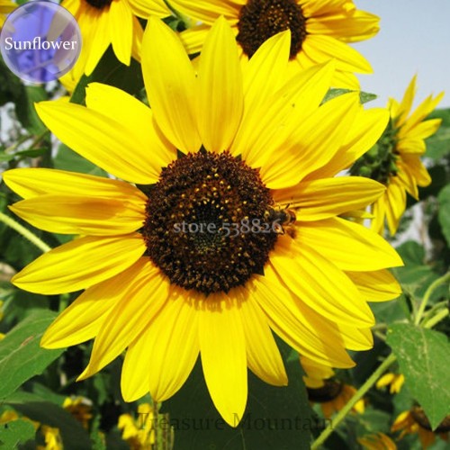 Cut Flower Sunflower Seeds Helianthus Annuus, 15 seeds, Turnsole plant TS246T