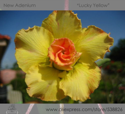 1 Professional Pack, 2 seeds / pack, Rosy Adenium Obesum Lucky Yellow Desert Rose Flowers Seeds #NF289