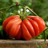 Rare Zapotec Ruffled Tomato Organic Seeds, Professional Pack, 100 Seeds / Pack, Sweet Flavor Scalloped Slices Drought Tolerant