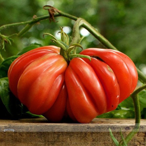 Rare Zapotec Ruffled Tomato Organic Seeds, Professional Pack, 100 Seeds / Pack, Sweet Flavor Scalloped Slices Drought Tolerant