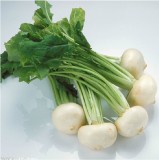 1 Original Pack, 3g Seeds / Pack, White Cherry Belle Radish Chinese Organic Vegetable Seed #NF376