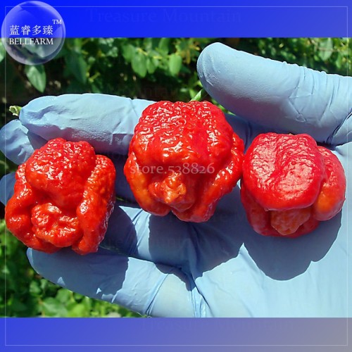Trinidad Scorpion Pepper, 20 Seeds, Professional Pack, BUTCH Worlds Hottest Chilli Seeds TS356T