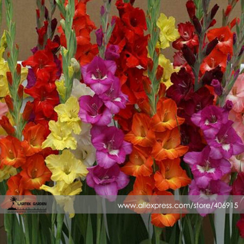 Heirloom New Gladiolus Perennial Flower Seeds, Professional Pack, 50 Seeds / Pack, Very Beautiful Sword Lily Flower Seed