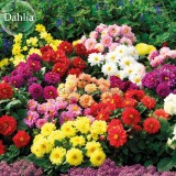 Mixed 8 Types of Dahlia Perennial Flowers, 50 Seeds, strong fragrant garden flowers E3675