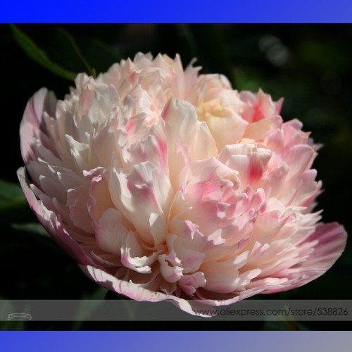 New Variety Multi-petalled Light Pink Tree Peony Flower Seeds, Professional Pack, 5 Seeds / Pack, Light Fragrant Garden Flowers