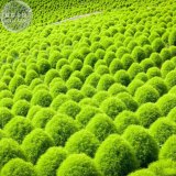 BELLFARM Kochia Scoparia Summer Cypress Annual Plant Seeds, 150 Seeds, green red for your choice ornamental plant E4199