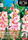 New Variety Pink White Gladious Sword Lily Perennial Seeds, Professional Pack, 50 Seeds / Pack #NF895
